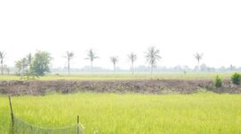 Pembaruan data e-RDKK menjadi kunci utama dalam mempermudah petani mendapatkan pupuk subsidi. (Dok. Kementan)