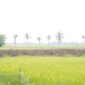 Pembaruan data e-RDKK menjadi kunci utama dalam mempermudah petani mendapatkan pupuk subsidi. (Dok. Kementan)