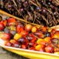 Penyidikan Kasus Dugaan Suap Fasilitas Ekspor CPO. (Pixabay.com/tristantan)